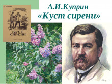 Куст сирени - Александр Куприн - Аудиокниги лучшие mp3 слушать ~ бесплатно без регистрации - knigaaudio.com